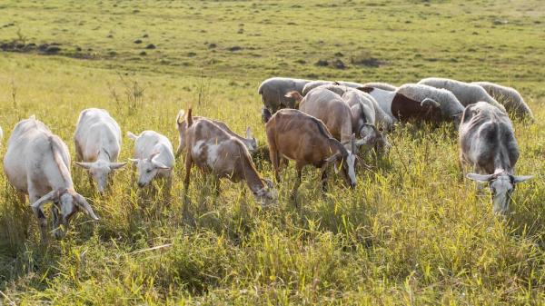 Clarkson’s goats to star as livestock zone makes debut at Cereals
