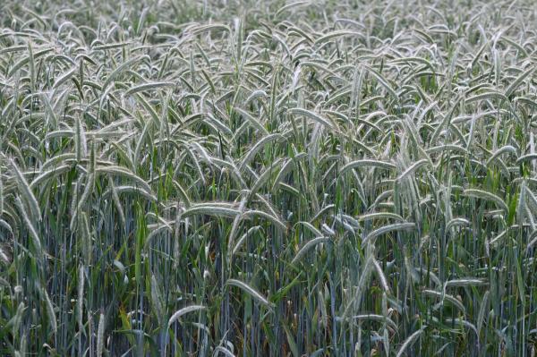 Royal Agricultural University triumph in crop plot challenge