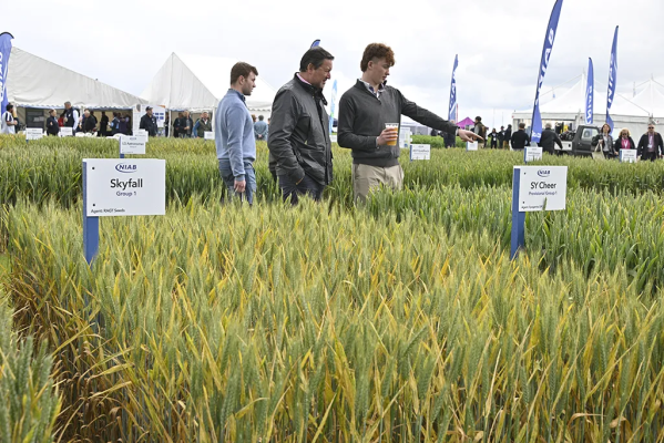 Yield, efficiency and alternative crops are key in Cereals Agronomy Zone